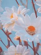 Простыня бязь люкс - Ромашки - фото 4